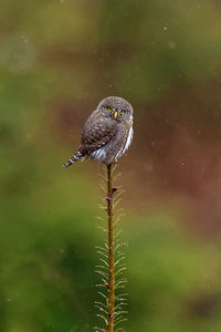 Close-up of a pygmy owl