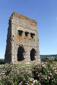 Low angle view of flowering plants against clear sky