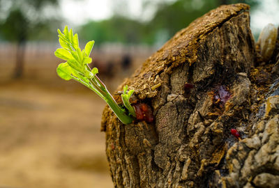 Close-up of lizard on tree trunk