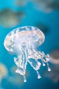 Close-up of jellyfish in sea
