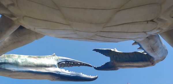 Low angle view of seagull flying