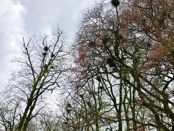 Low angle view of trees against sky