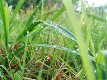 Close-up of raindrops on grass