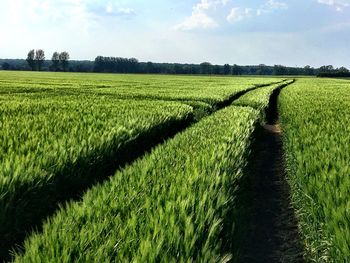 Scenic view of farm against sky