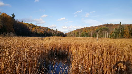 Scenic view of field against sky