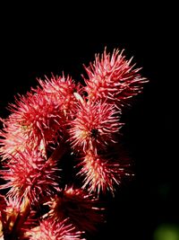 Close-up of fireworks in sea
