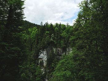 Scenic view of forest against cloudy sky