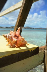 Close-up of lizard on wood against sea