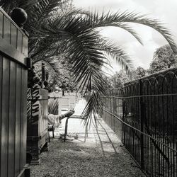 Footpath amidst palm trees and fence