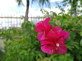 Close-up of pink flowering plant