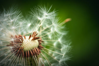 Close-up of dandelion on plant