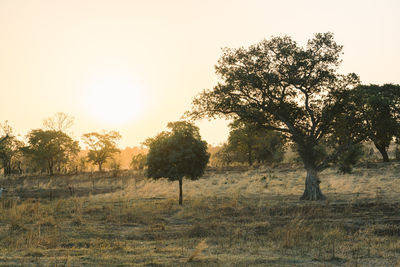 Trees on field against sky during sunset