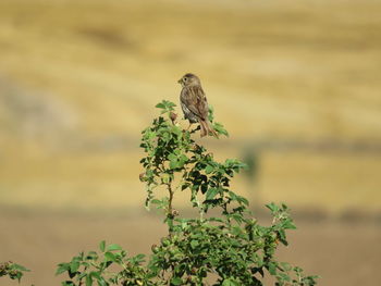 Close-up of bird perching on plant