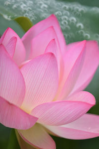 Close-up of pink water lily