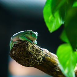 Close-up of frog on leaf