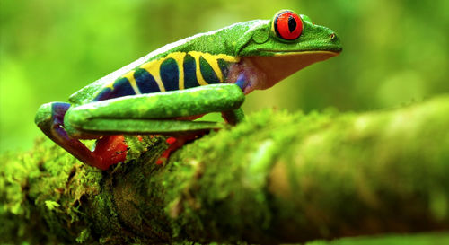 Close-up of grasshopper on a tree