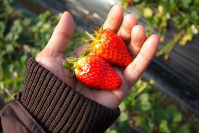 Close-up of hand holding strawberry