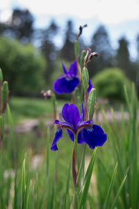 Close-up of purple flowers blooming outdoors