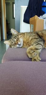 Cat sleeping on sofa at home