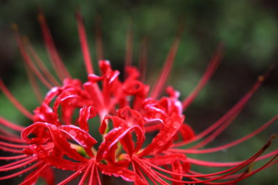 Close-up of red flowering plant