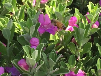 Insect flying over pink flowers