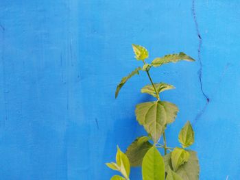 Close-up of plant against blue wall