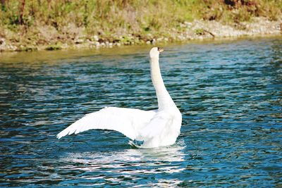 Swan swimming in lake