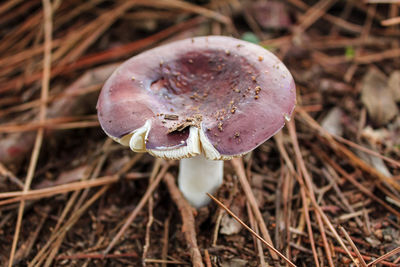 Close-up of mushroom growing on field