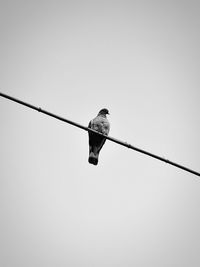 Low angle view of bird perching on cable against sky