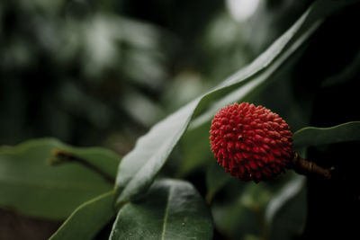 Close-up of red flowering plant