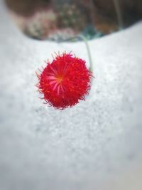 Close-up of flower on table