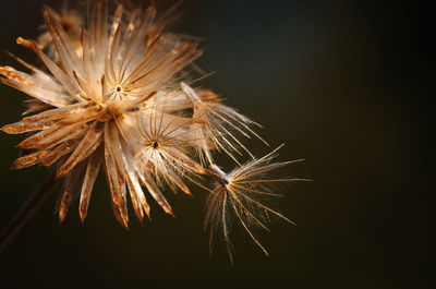 sparkler