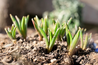 Close-up of plant growing on field