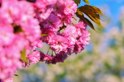Close-up of butterfly pollinating on pink flower