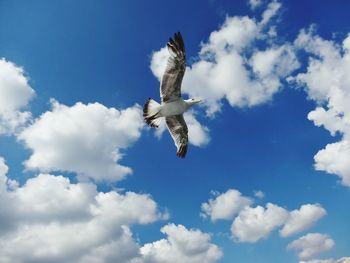 Low angle view of seagulls flying in sky