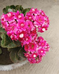 Close-up of pink flowers blooming outdoors