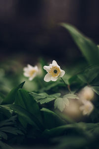 Close-up of white flowering plant