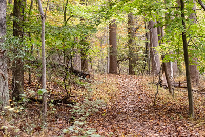 View of trees in forest