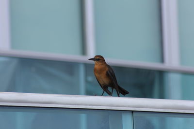 Close-up of bird perching on retaining wall