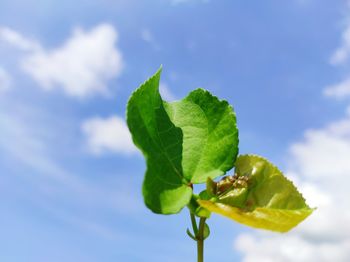 Close-up of green leaves on plant against sky