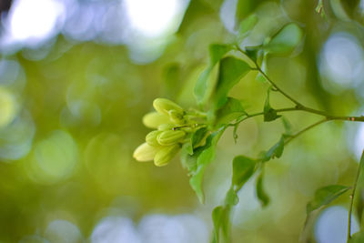 Close-up of flowering plant