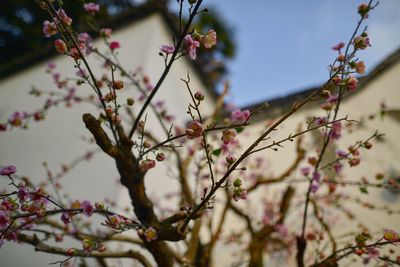 Close-up of apple blossoms in spring
