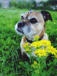 Close-up of dog amidst grass