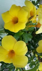 Close-up of yellow flowers