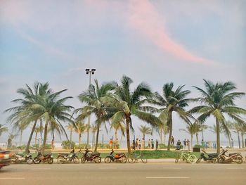 Palm trees against sky