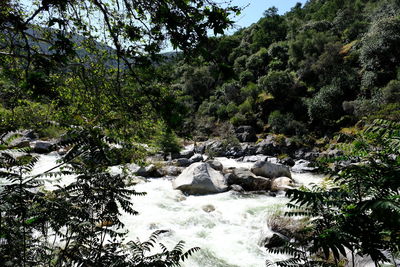 Scenic view of river flowing through rocks in forest