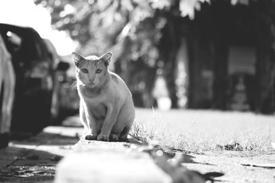 Close-up of cat sitting outdoors