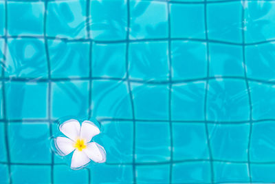 Close-up of blue flower in swimming pool