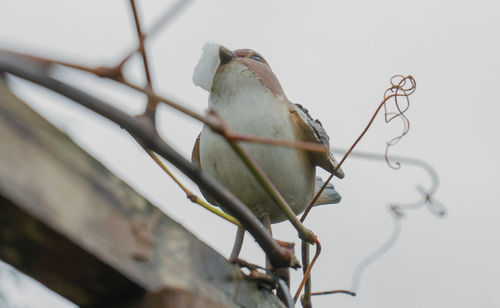 Close-up of bird perching on plant