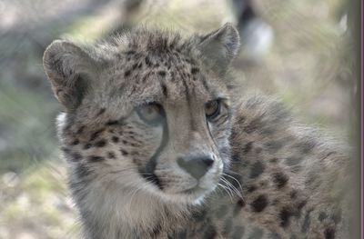 Close-up portrait of a cat